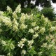 Hortensia paniculata Kyushu C3