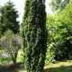 Tisa columnara Viridis  80-100cm B+C10