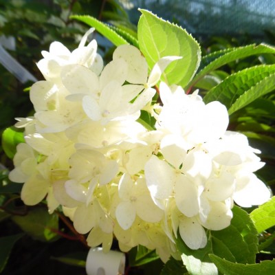 Hortensia paniculata White Lady C3