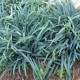 Carex laxiculmins Bunny Blue F12