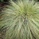 Carex  comans Frosted Curls F12