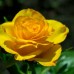 Trandafir teahibrid Kerio C5