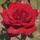 Trandafir teahibrid Botero C5