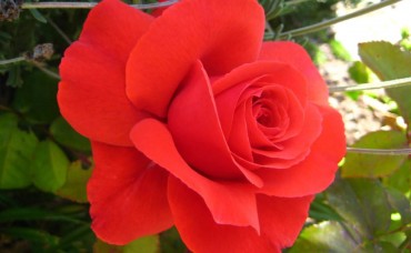 Trandafir floribunda Foc de Tabara RR4