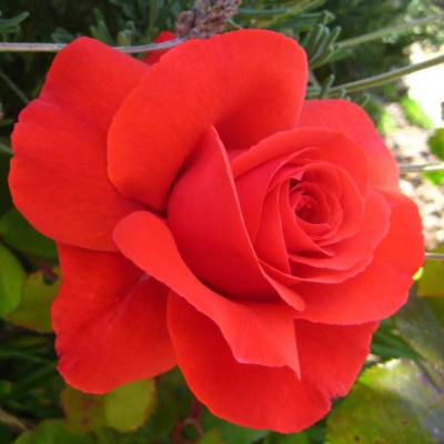 Trandafir floribund Foc de Tabara C4