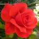 Trandafir floribunde Foc de Tabara RN