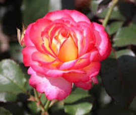 Trandafir teahibrid Leo Ferre C5