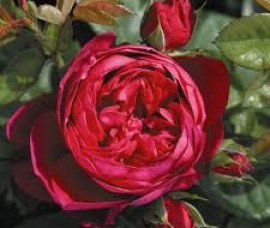 Trandafir floribund Ascot C4