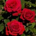 Trandafir teahibrid Botero C5