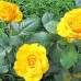 Trandafir teahibrid Kerio C5