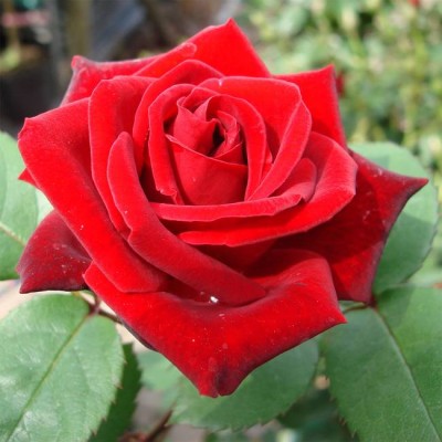 Trandafir floribund  Humanity C4