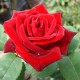 Trandafir floribund  Humanity Rna