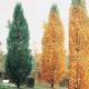 Arborele cu lalele columnar 180-200cm, 6/8, B+C35