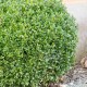 Buxus sempervirens pt.gard viu 30-40 cm C4