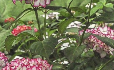 Hortensia macrophylla Mirai C3