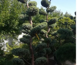 Bonsai   Juniperus Blue Alps 240cm C100