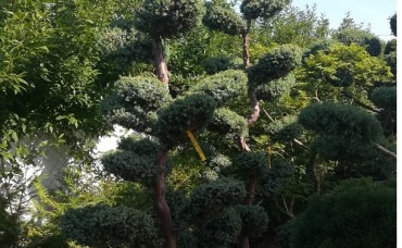 Bonsai   Juniperus Blue Alps 240cm C100