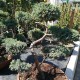 Bonsai Juniperus Blue Carpet 