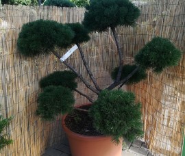 Bonsai Pinus Mugo Gnom  C45
