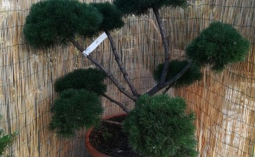 Bonsai Pinus Mugo Gnom  C45