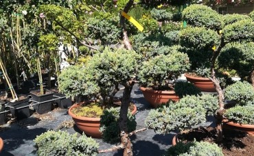 Bonsai Juniperus  Holger 