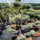 Bonsai Juniperus  Holger 