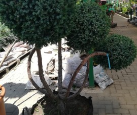 Bonsai Juniperus Meyerii