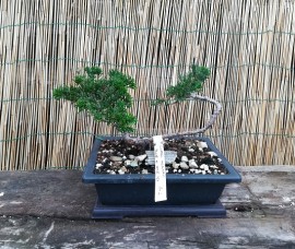 Bonsai Juniperus Prince of Wales