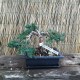 Bonsai Juniperus Wiltoni