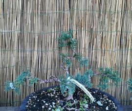 Bonsai Juniperus Wiltoni