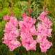 Bulbi Gladiole Pink(roz)