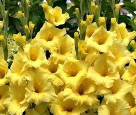 Bulbi Gladiole Yellow (galben)
