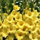 Bulbi Gladiole Yellow (galben)