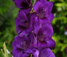 Bulbi Gladiole Purple Flora