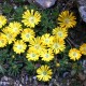 Delosperma congestum Yellow  (plante de gheață)  P9