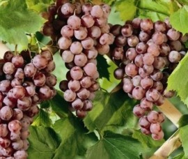 Vita de vie-vin alb- Aromata de Czerszeg RN