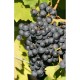 Vita de vie -vin rosu-Burgund Mare (Kekfrankos) RN