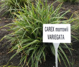 Carex morrowii Variegata C1,5