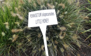 Pennisetum  Little Honey P12