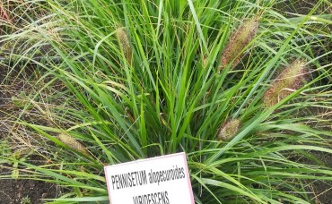 Pennisetum  Viridescens  C2