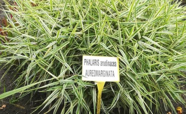 Phalaris  Aureovariegata (Iarba japoneza) C1.5/2