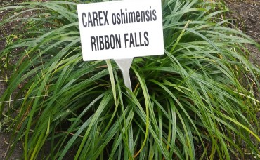 Carex  Ribbon Falls Cos 25 cm