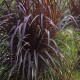 Pennisetum  purpureum Vertigo 30 cm+ C5