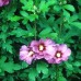Hibiscus Russian Violet 40-60 cm C3