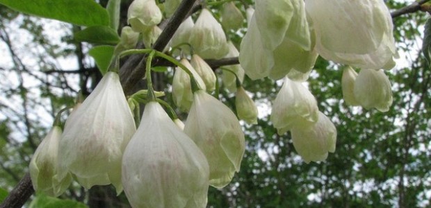 Copacul cu ghiocei  (Halesia carolina)