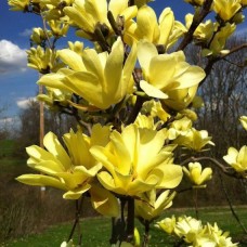 Magnolia Yellow Bird C7.5
