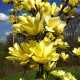 Magnolia Yellow Bird 300-400cmT100