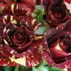 Trandafir teahibrid  Hocus Pocus RN