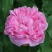 Trandafir dulceata Jacques Cartier RN
