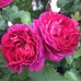 Trandafir teahibrid Ascot C4H